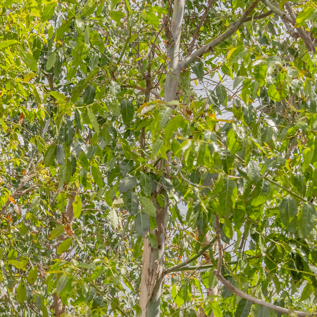 Eucalyptus Foliage