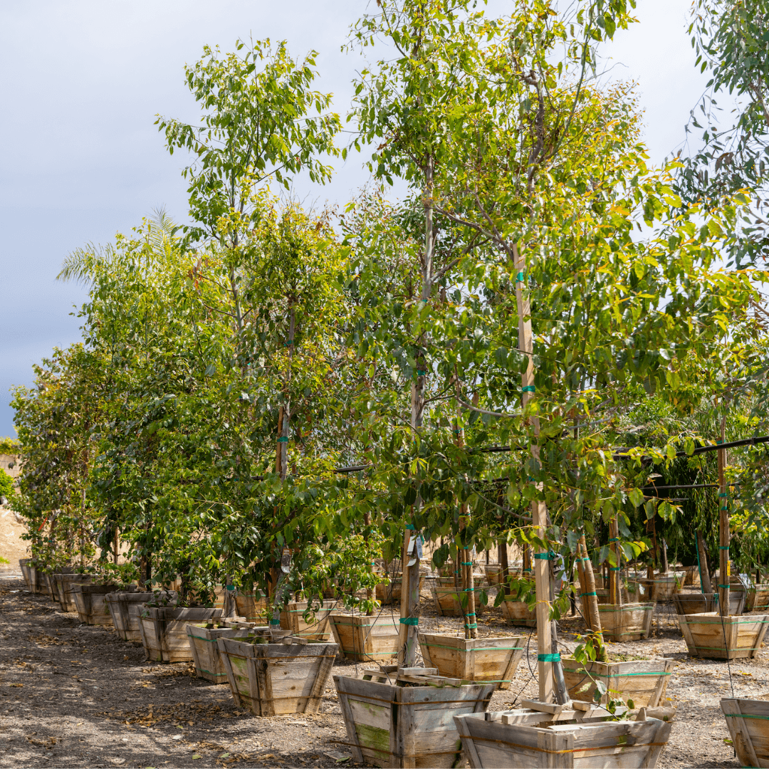 Eucalyptus Trees