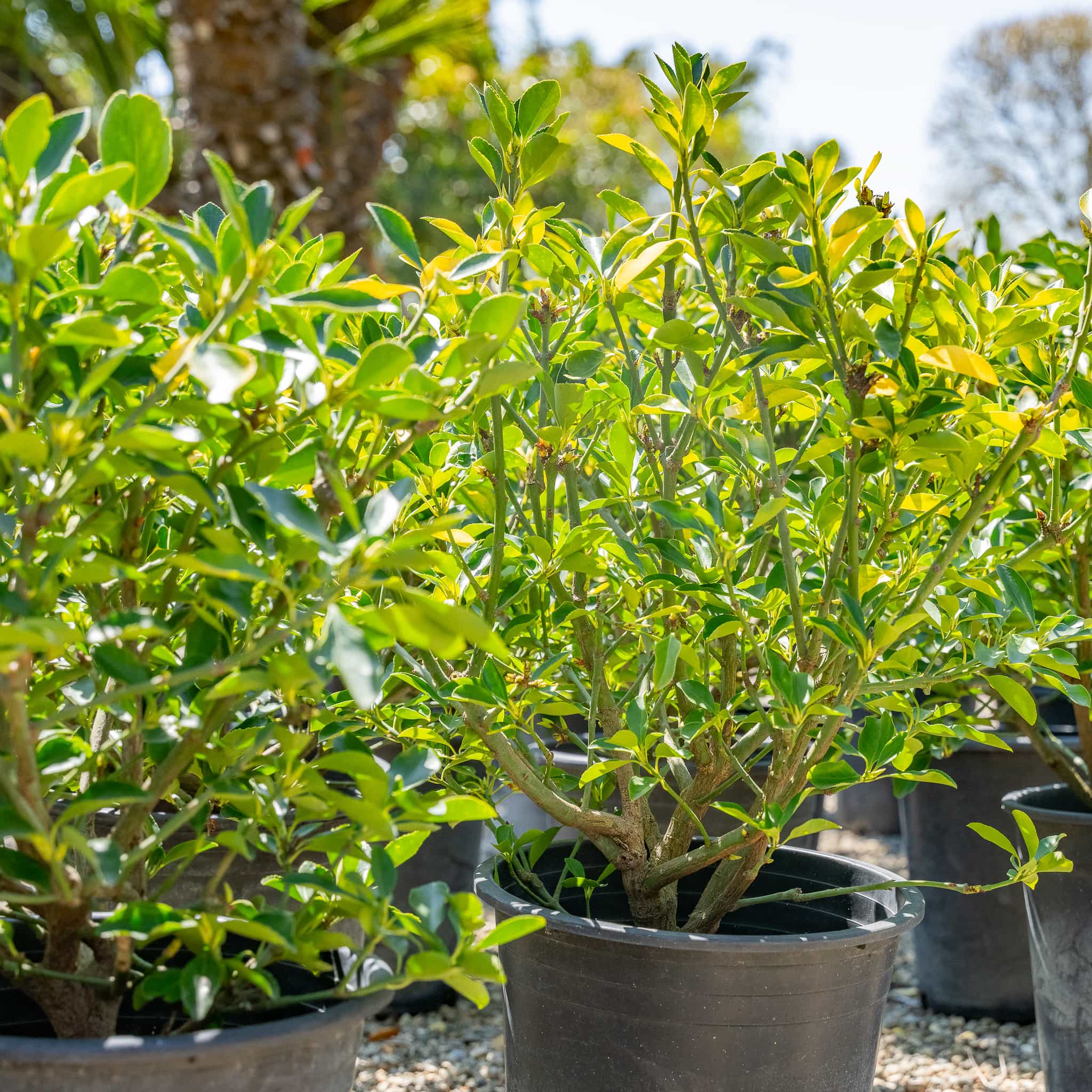 Euonymus Green