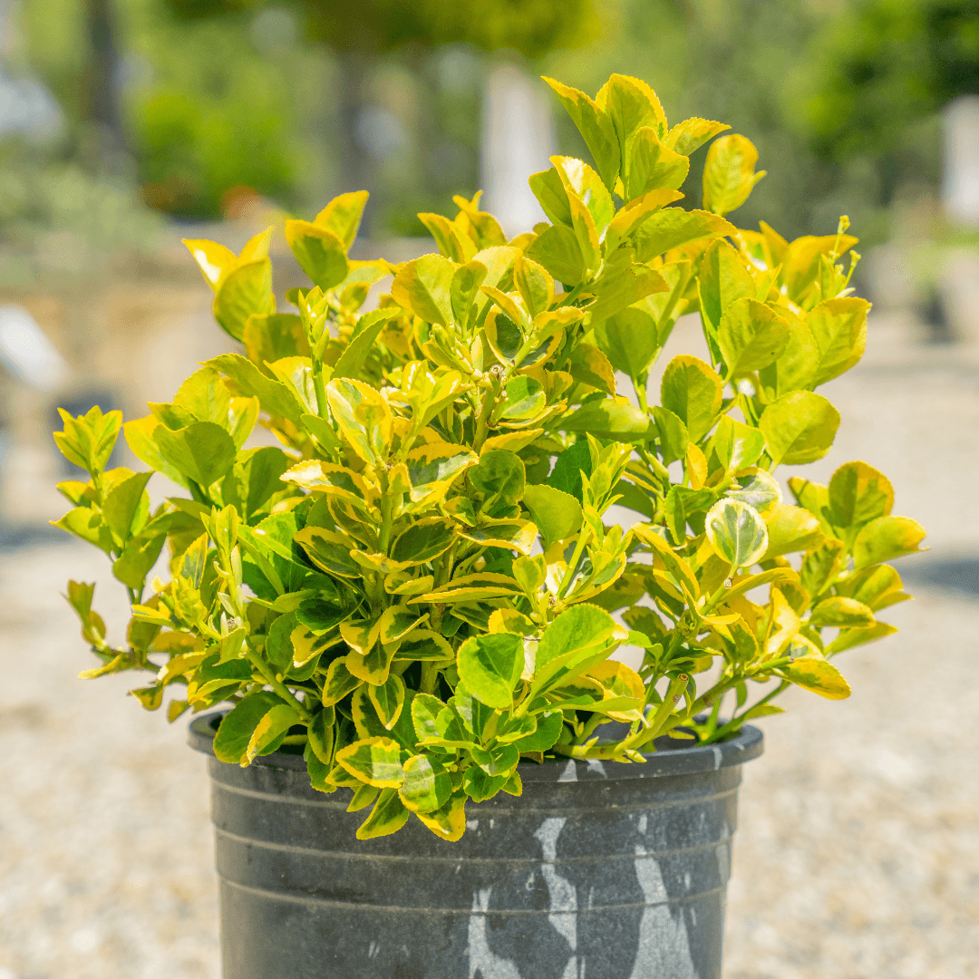 Beautiful Euonymus Emerald Gold Plant in Nursery Aisle 