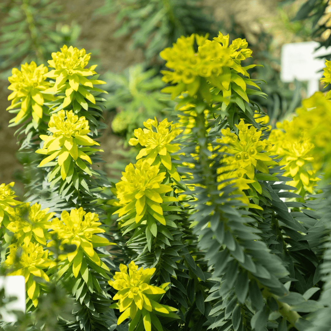 Mature Dense Euphoria Rigida Plant with Vibrant Yellow Flowers