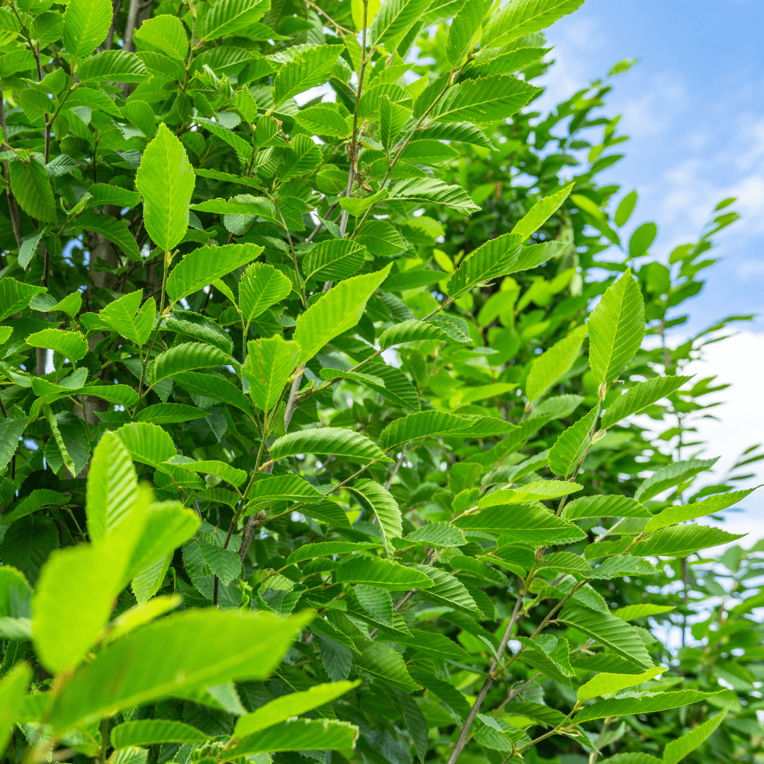 European Hornbeam Foliage