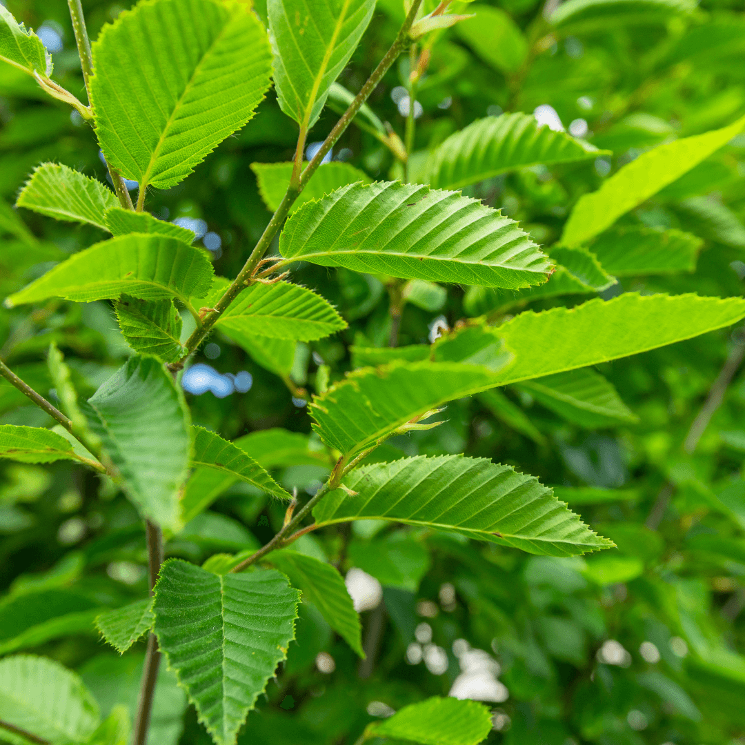 European Hornbeam Foliage Close Up