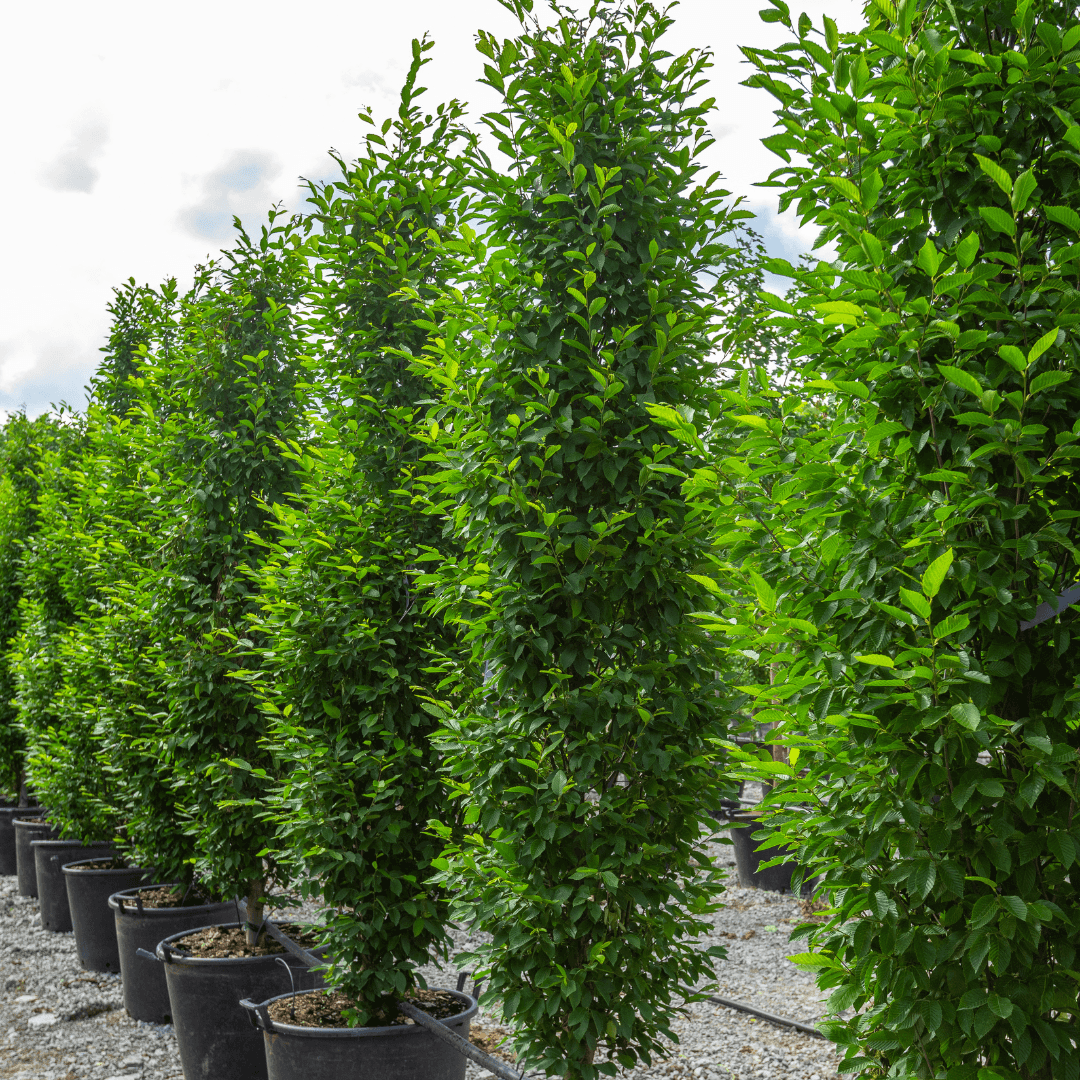 European Hornbeam Hedges