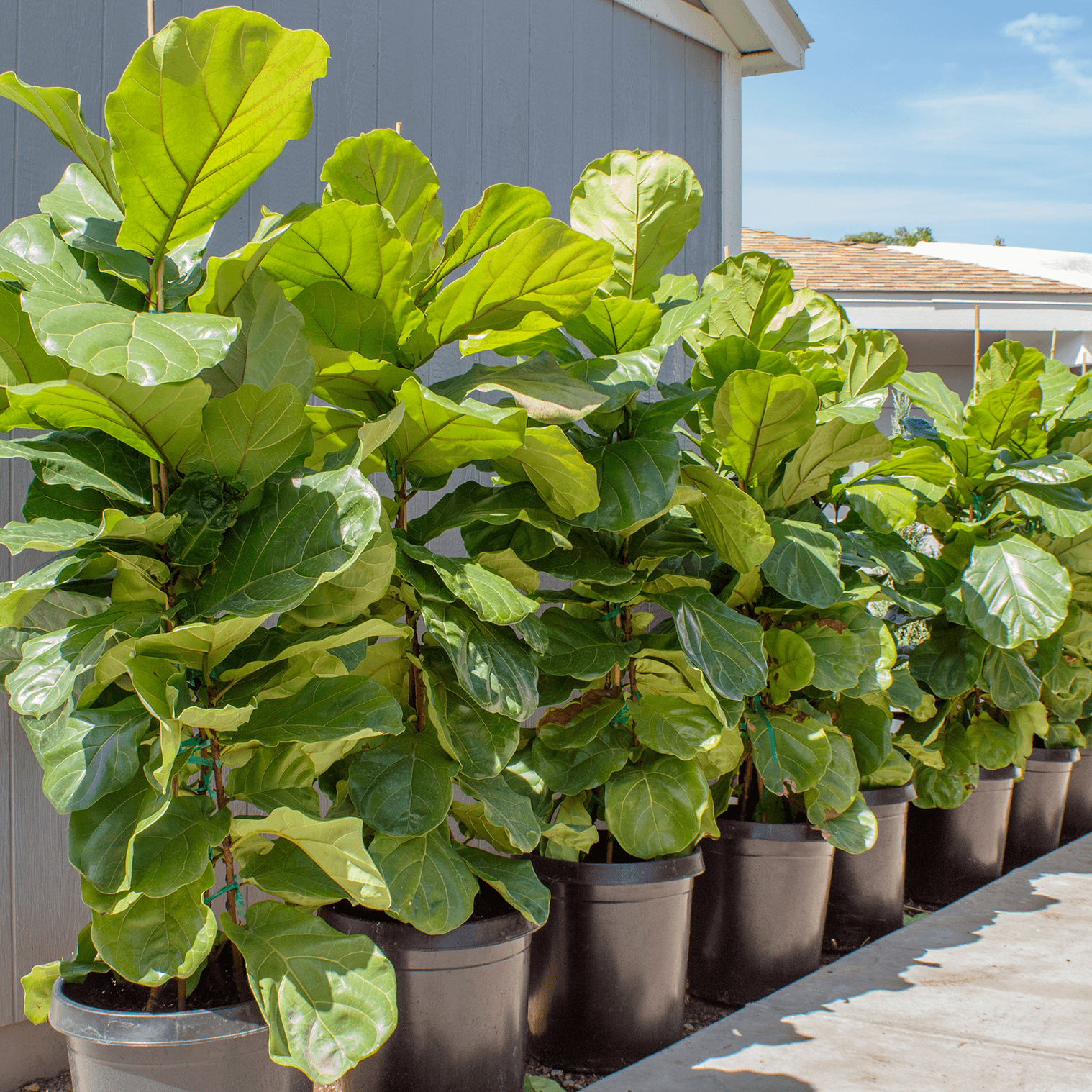 Fiddle Leaf Fig