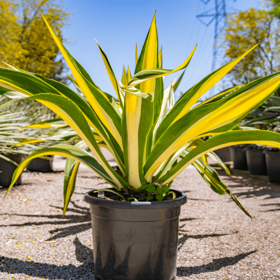 Beautiful Dense False Agave