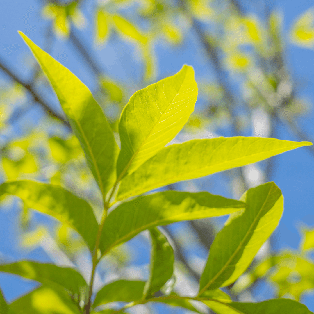 Fan West Ash Tree Foliage