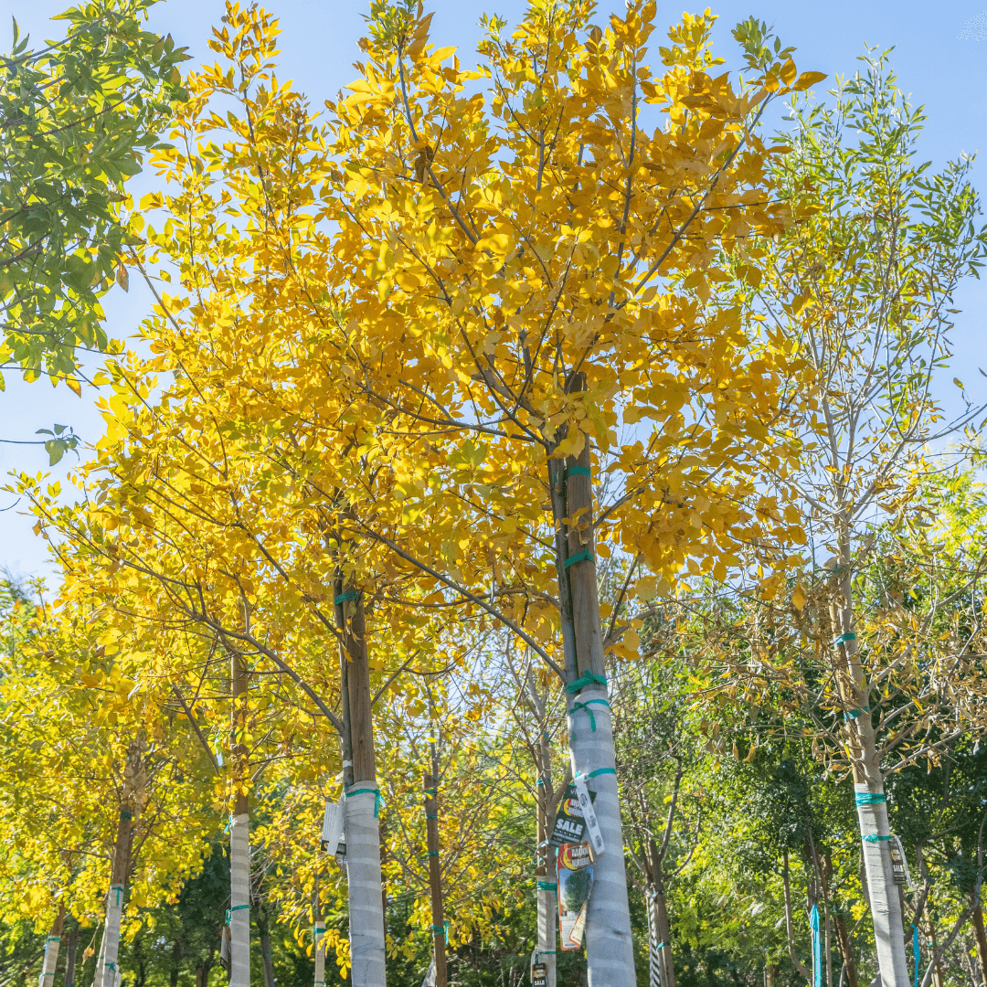 Beautiful Fall Color Fan Tex Ash