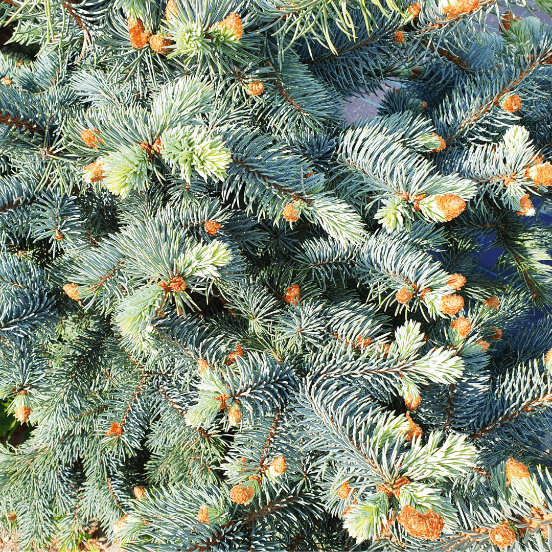 Mature Dense Fat Albert Spruce Planted