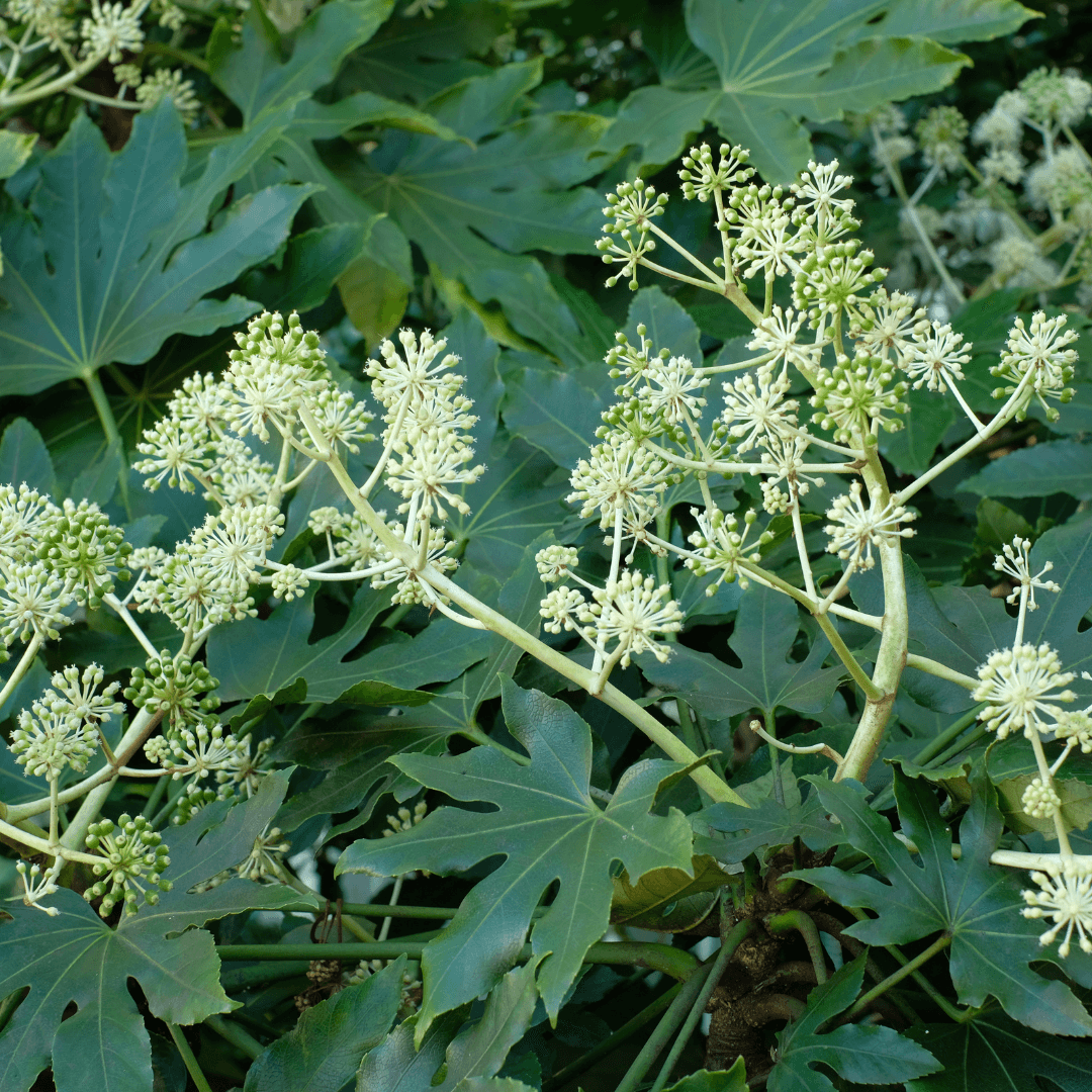 Beautiful Mature Fatsia Japonica Plant with White Flowers Planted