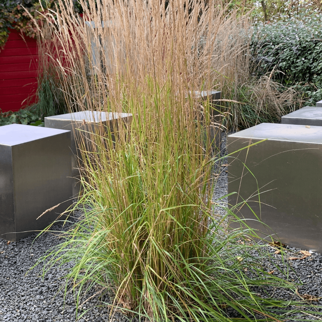 Dense Mature Feather Reed Grass Planted