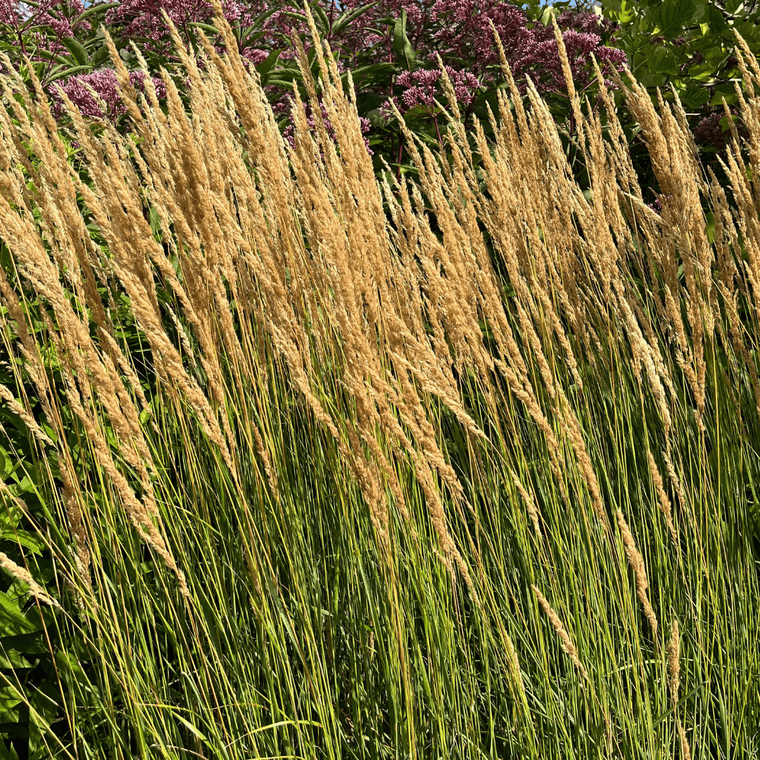 Beautiful Mature Feather Reed Grass Planted 