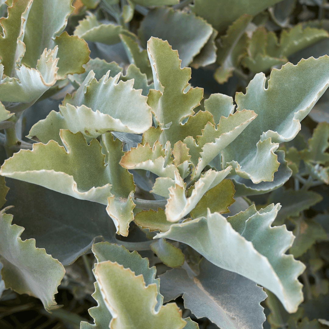 Close up Photo of Felt Bush Plant with Attractive Foliage