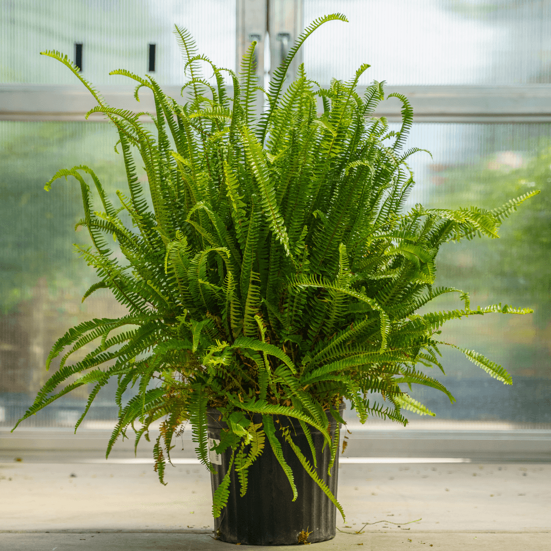 Dense Green Fern Potted in Nursery Green House