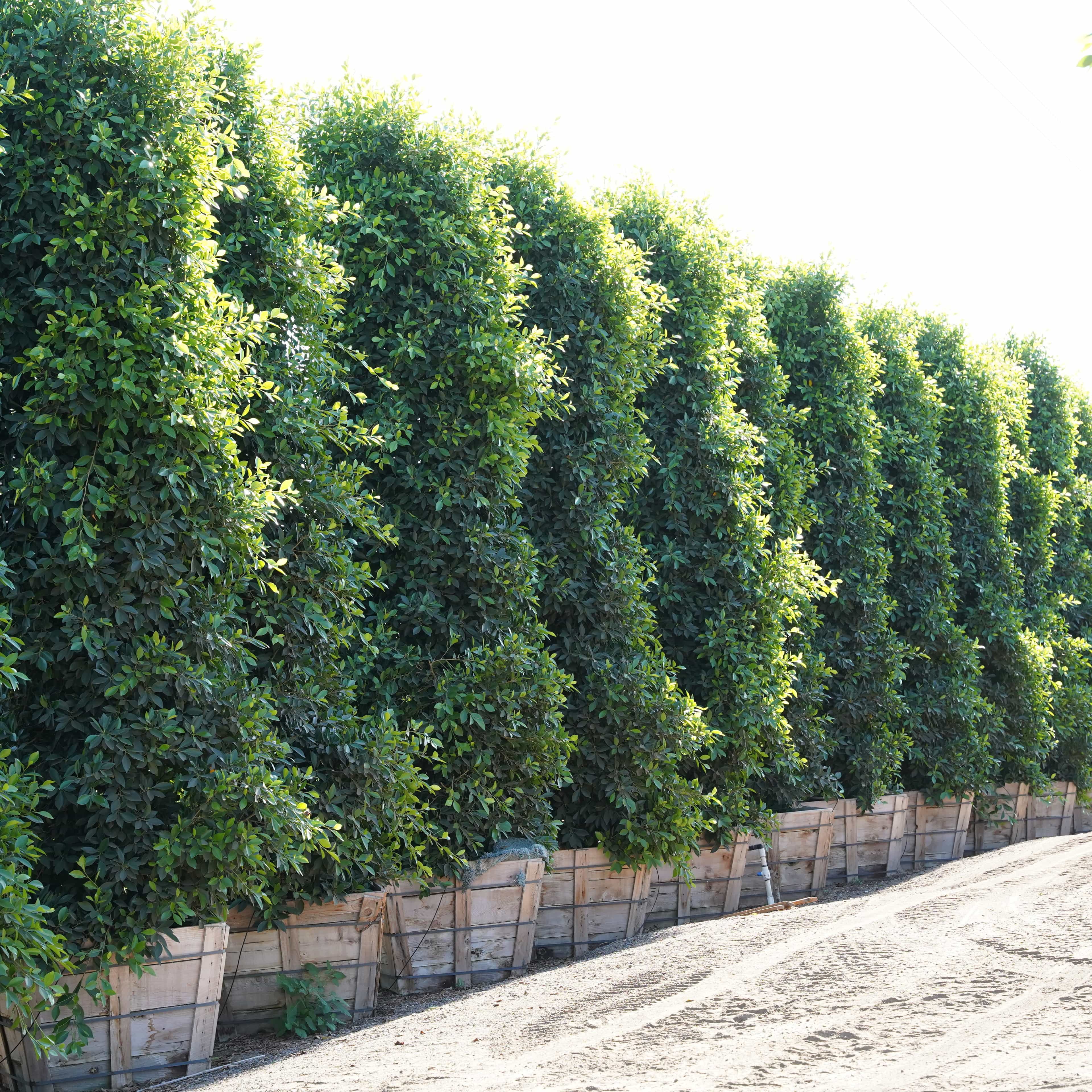 Ficus Nitida Column Spec48 Row