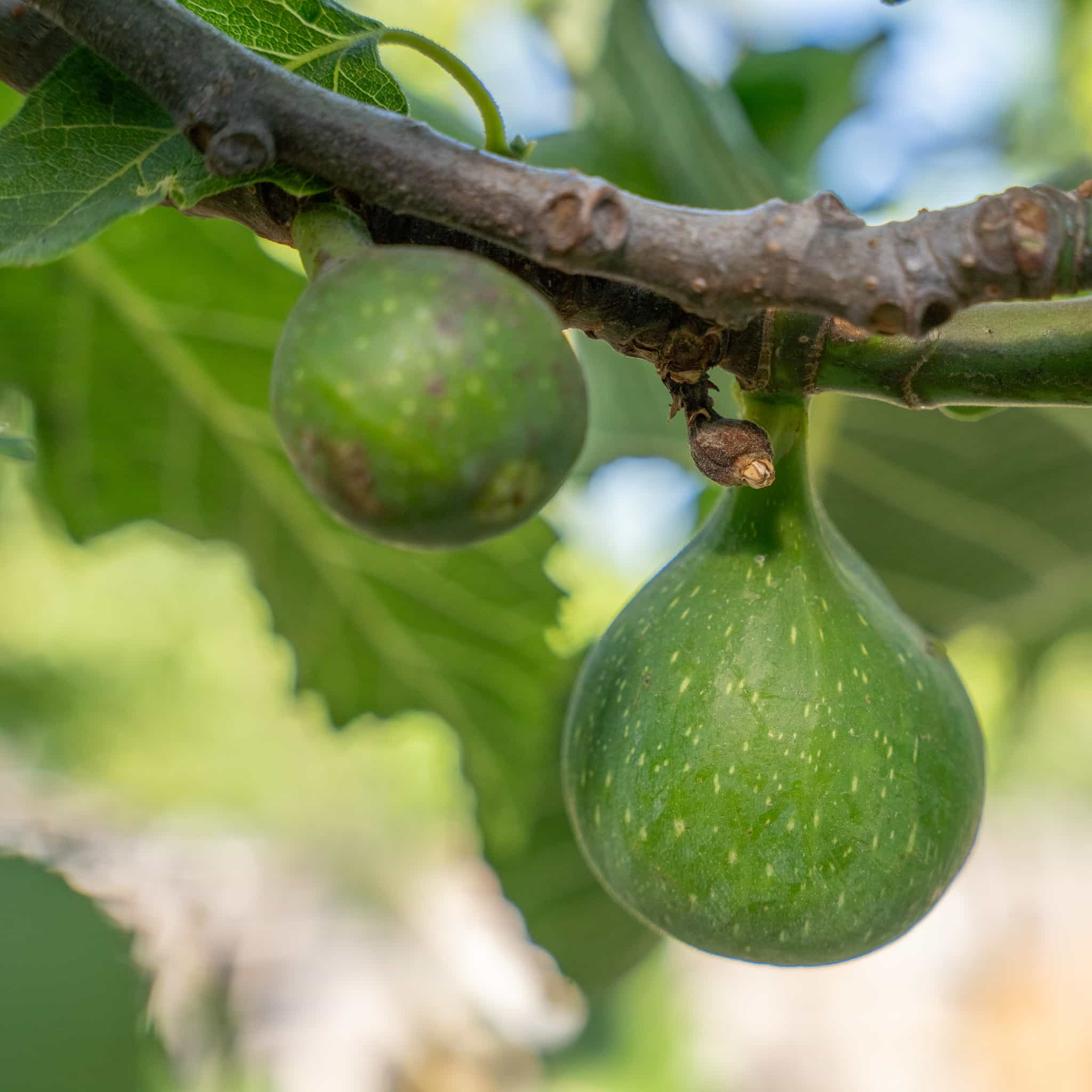 Fig Tree