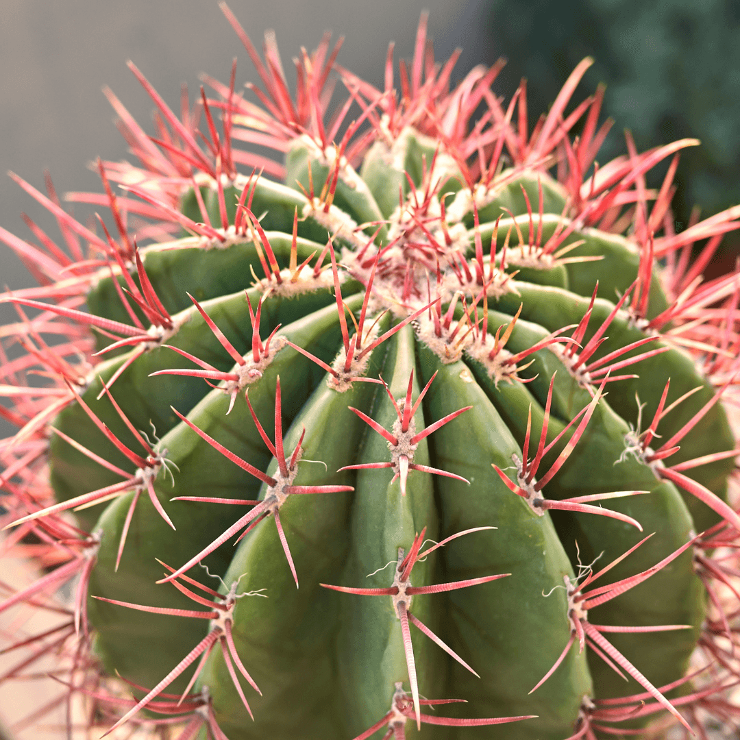 Colorful Fire Barrel Cactus