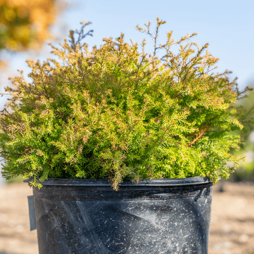 Beautiful Fire Chief Arborvitae Potted in Nursery Aisle 
