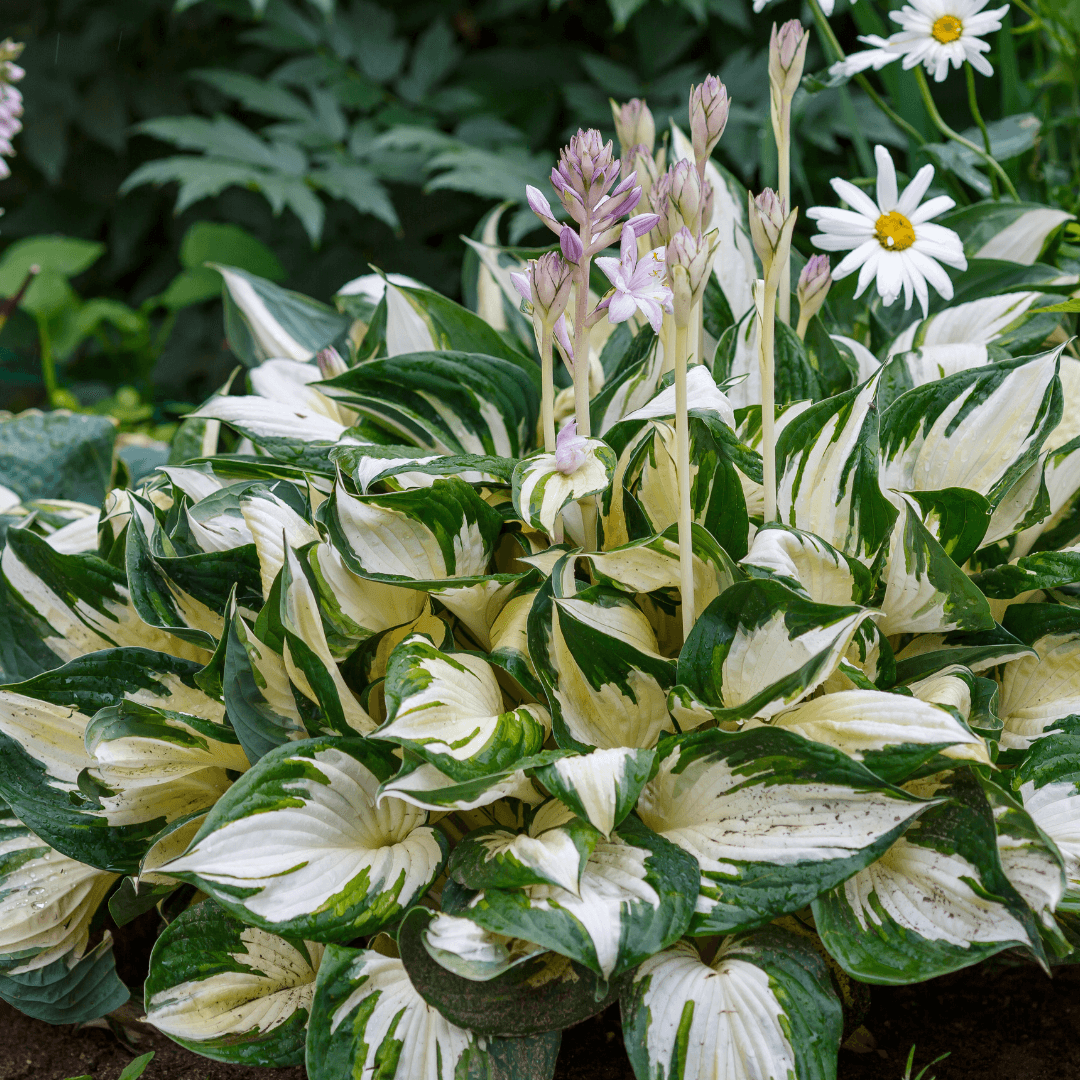 Mature Dense Fire & Ice Hosta Plant with Beautiful Purple Flowers