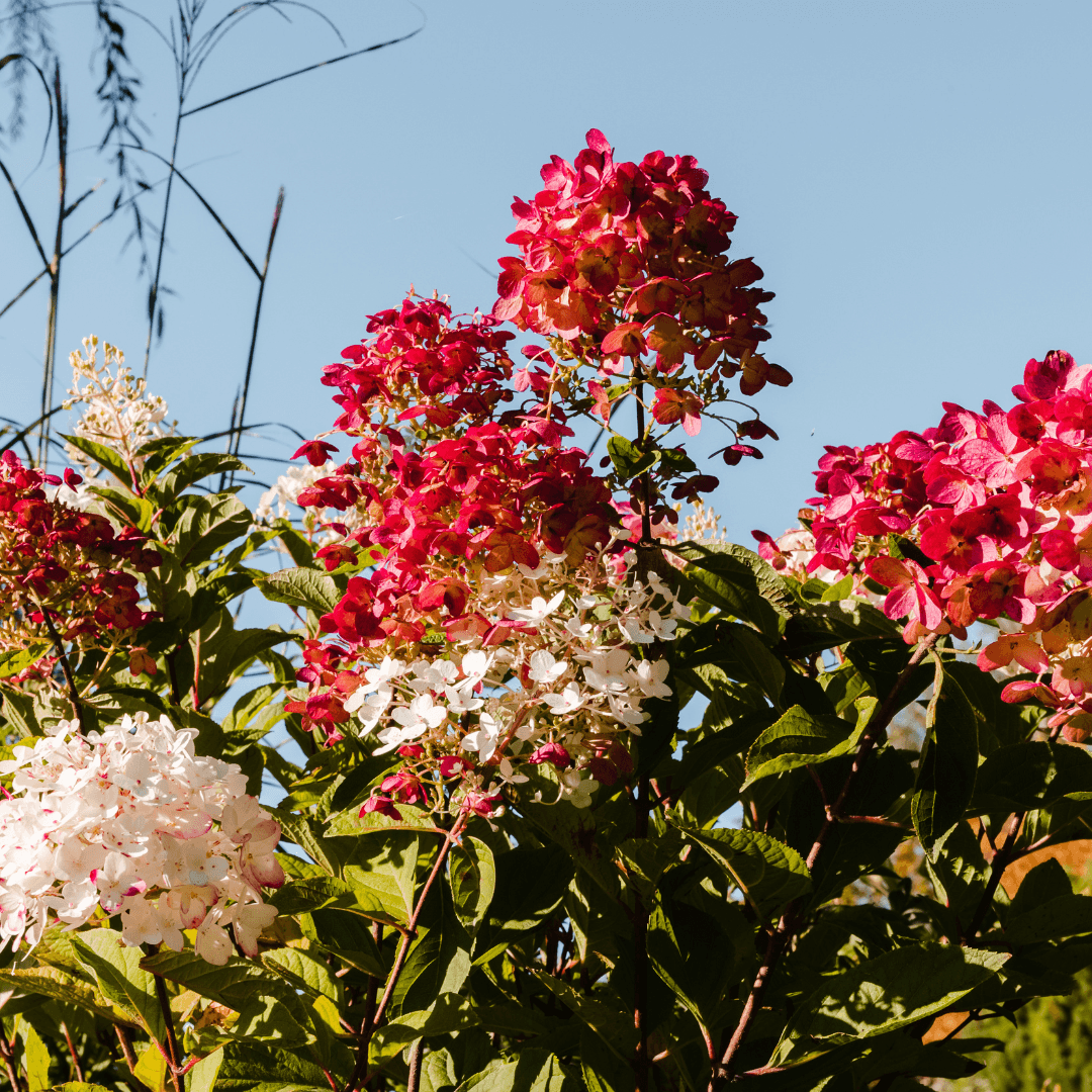 Beautiful Mature Blooming Fire and Ice Hydrangea Plant with Red and White Flowers