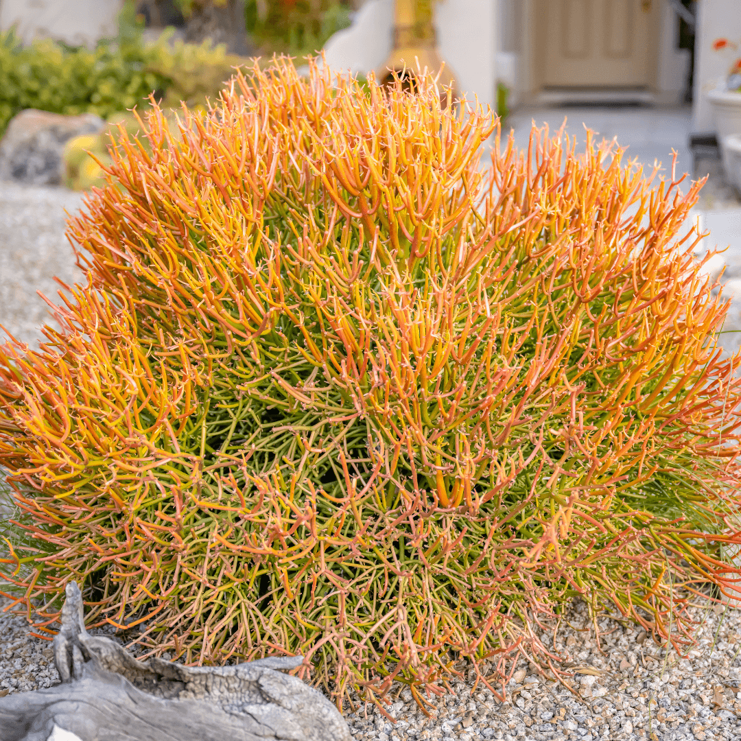 Beautiful Mature Fire Stick Plant Planted