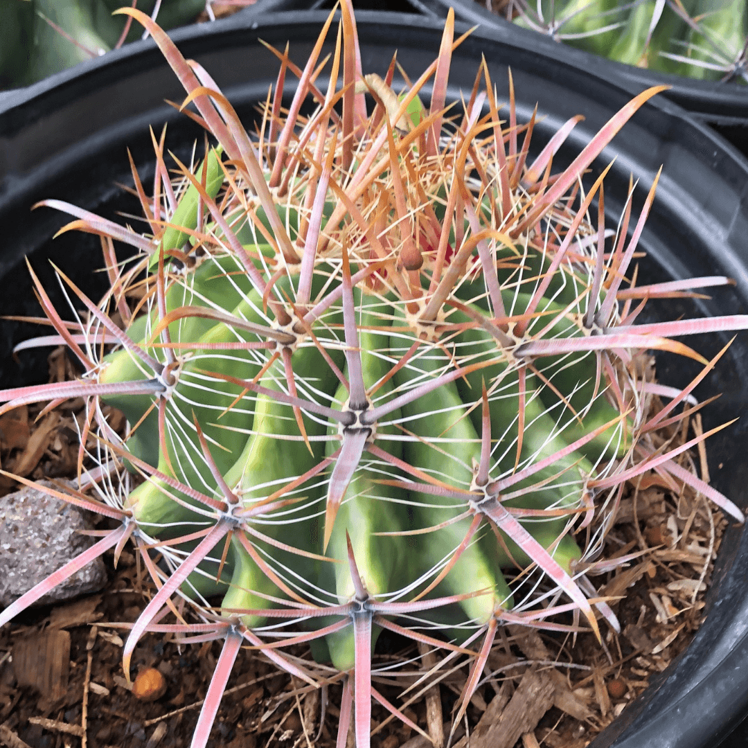 Fishhook Barrel Cactus