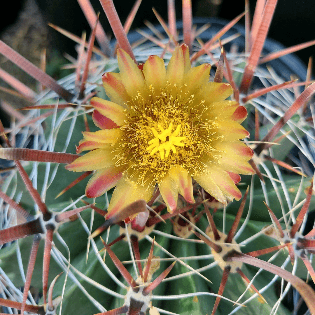 Fishhook Barrel Cactus Bloom