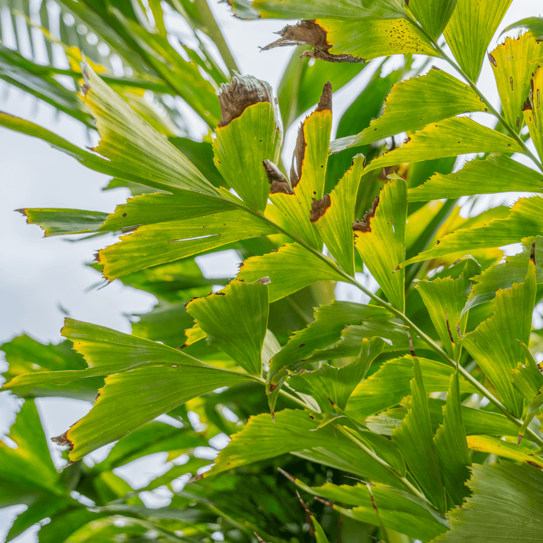 Fishtail Palm Foliage