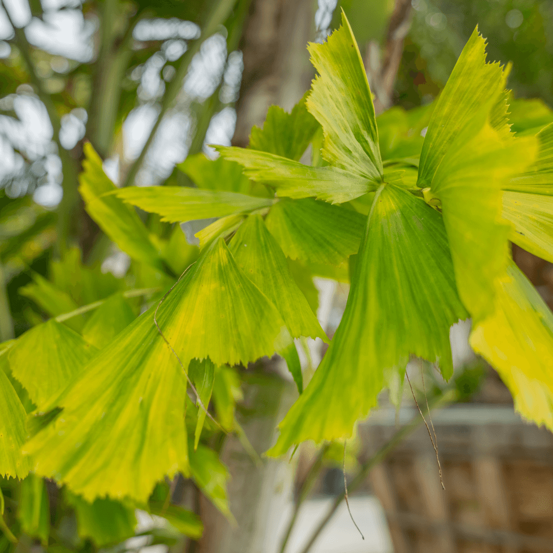 Fishtail Palm Foliage