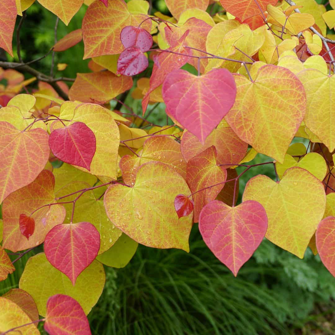 Vibrant Fall Color Foliage on a Flamethrower Redbud Tree