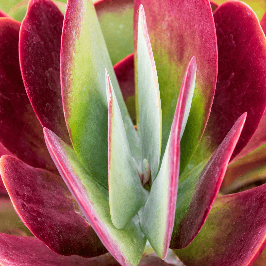 Colorful Flapjack Kalanchoe
