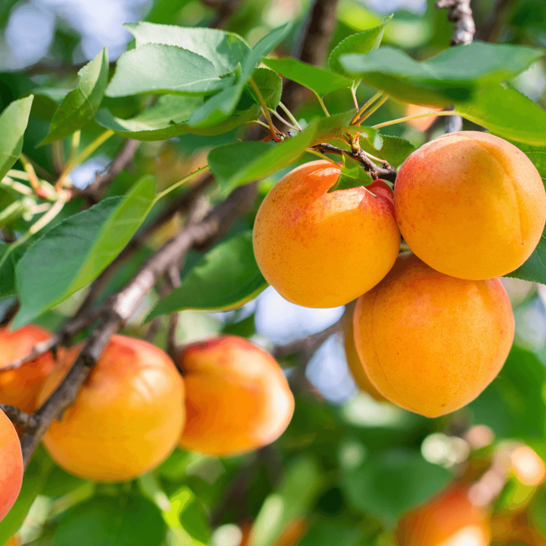 Ripe Fruiting Flavor Delight Aprium Tree 