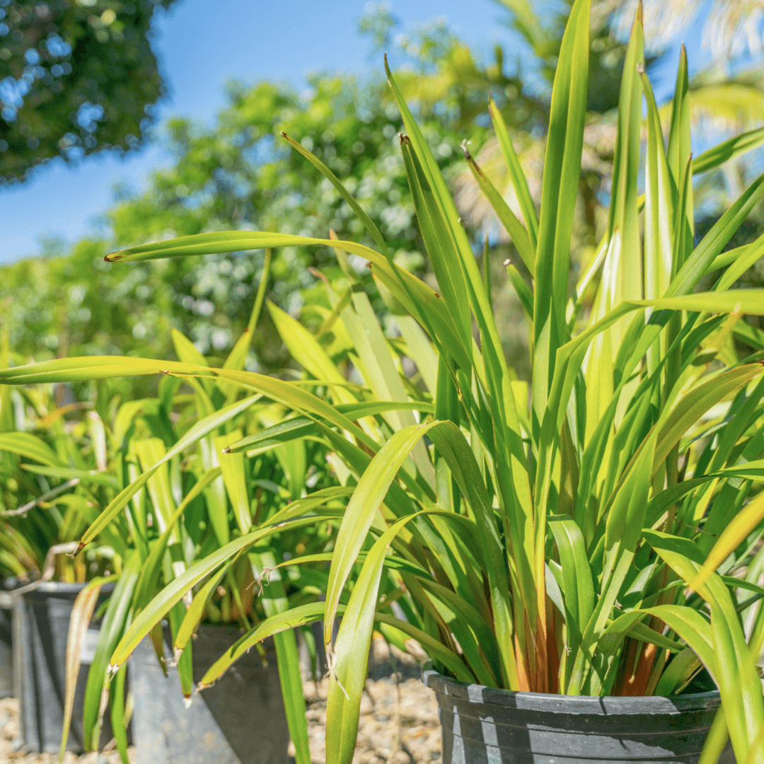 Beautiful Green Flax Lily Plant Potted