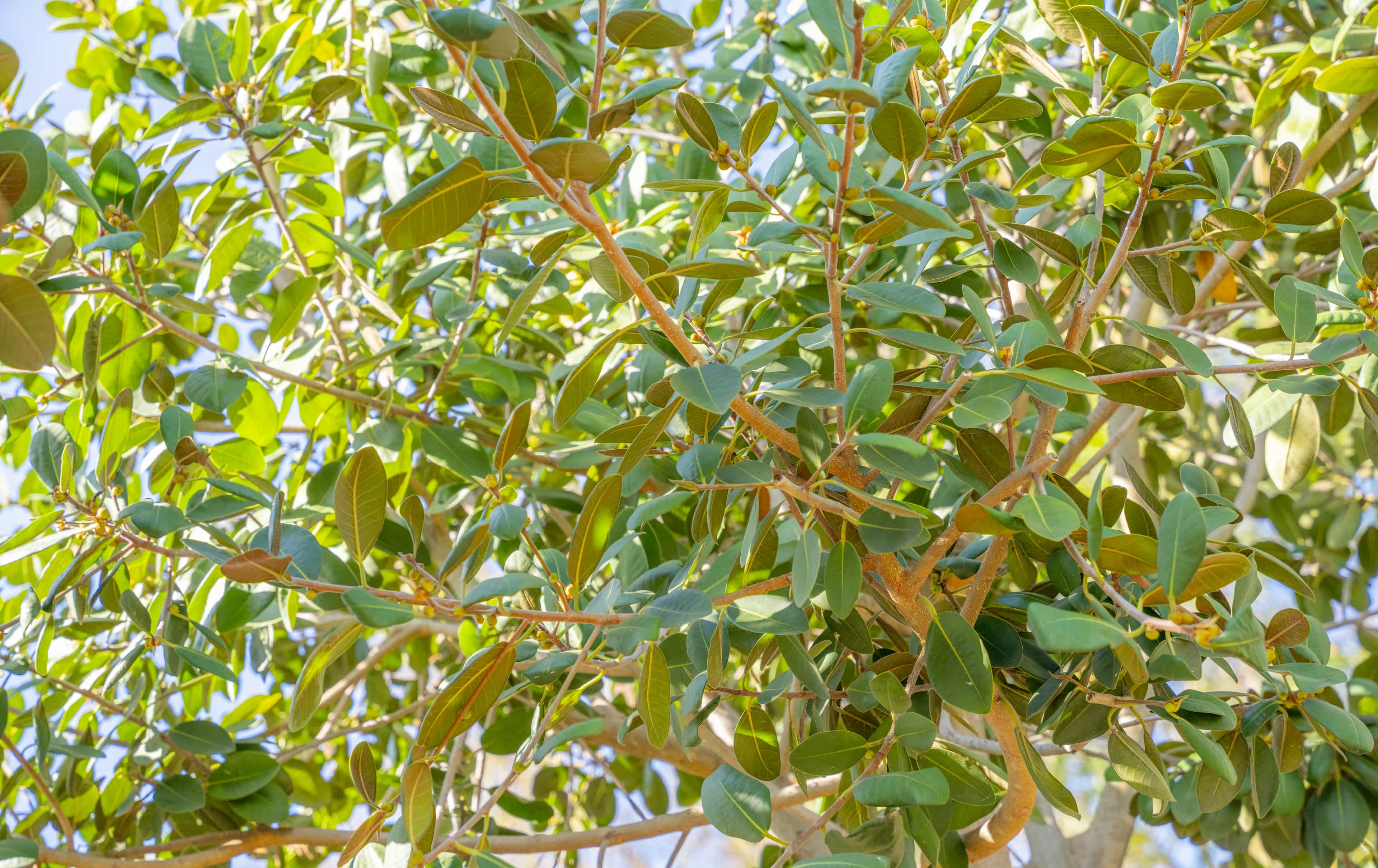 Florida Ficus tree leaves