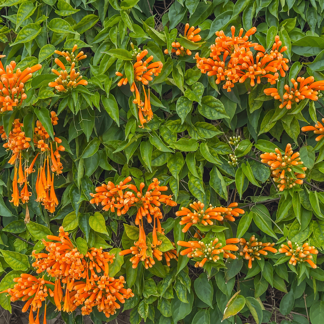 Dense Mature Florida Flame Vine Plant Blooming with Vibrant Orange Flowers