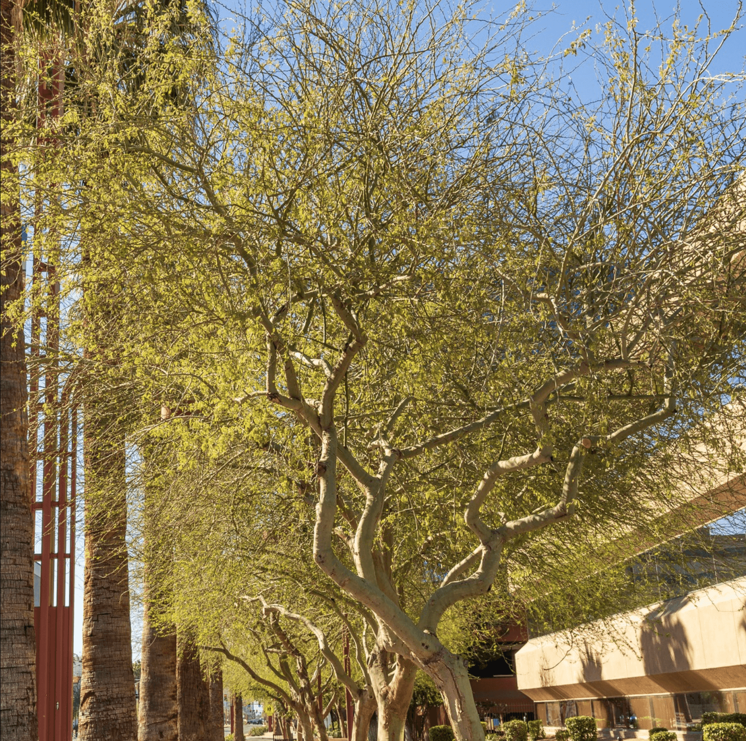 Blooming Foothills Palo Verde Tree Planted