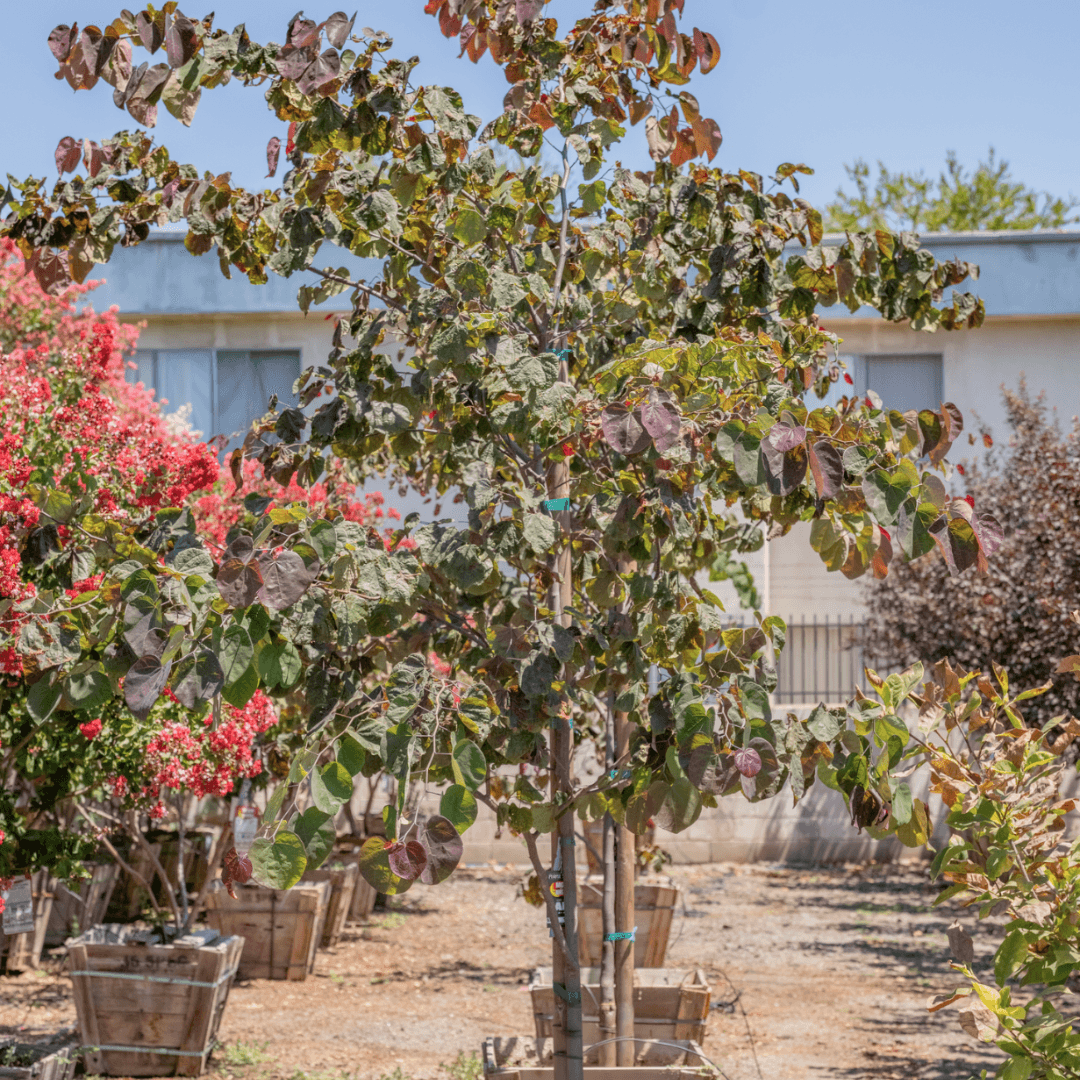 Single Mature Forest Pansy Redbud Tree in Nursery Aisle 