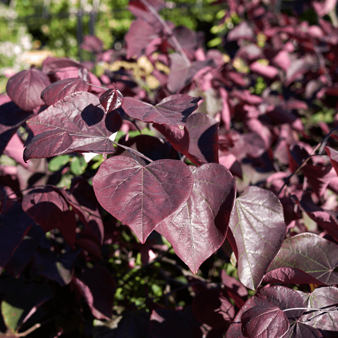 Single Mature Forest Pansy Redbud Tree in Nursery Aisle with Purple Foliage
