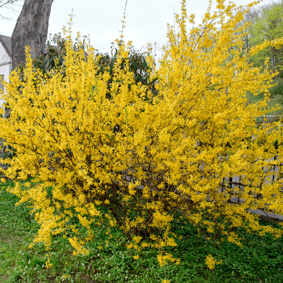 Beautiful Blooming Forsythia Plant with Yellow Flowers Planted