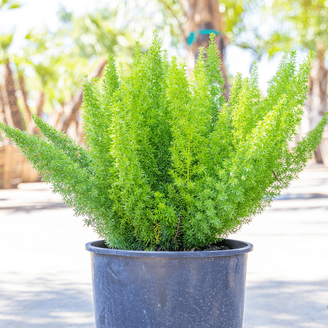 Fox Tail Fern