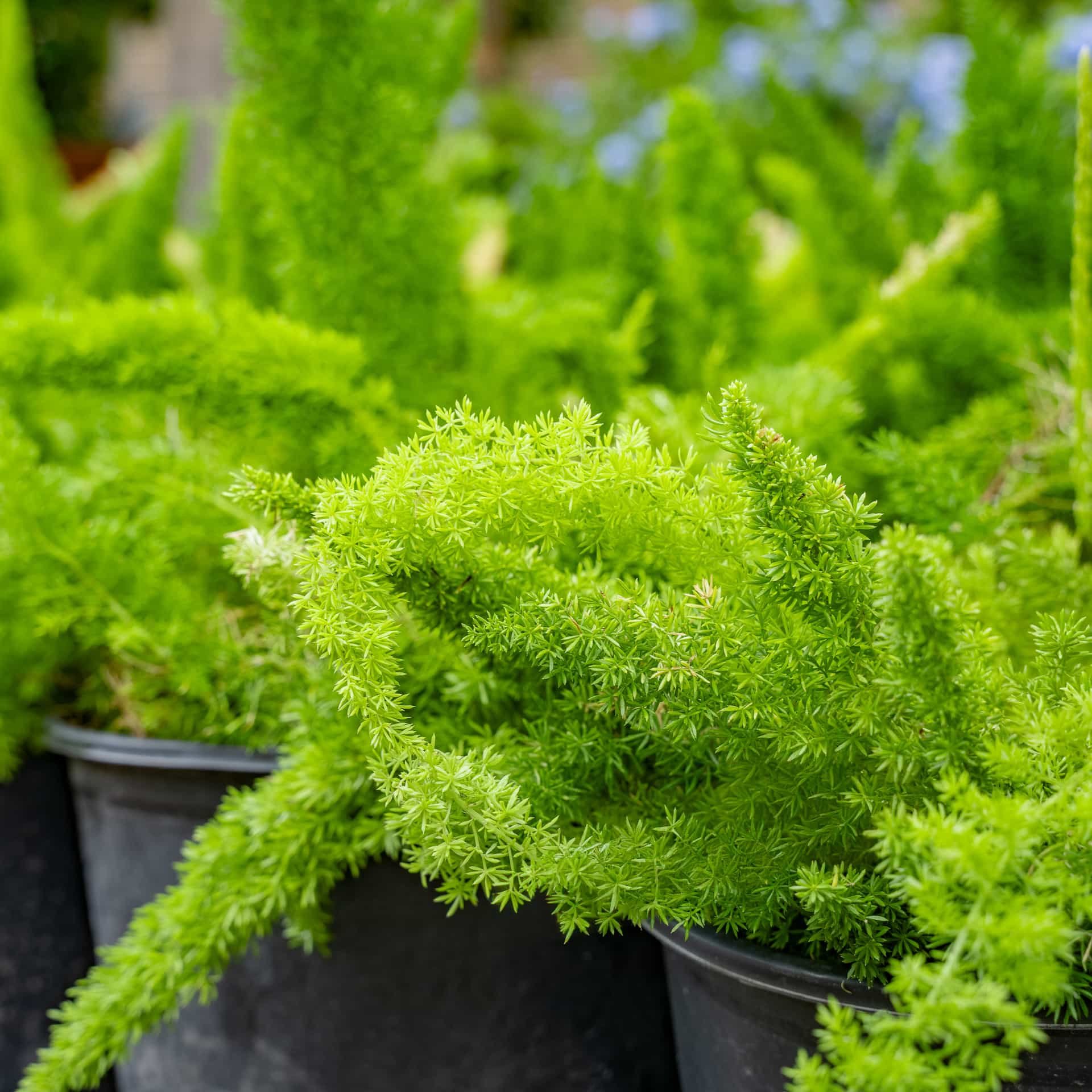Foxtail Fern Plant for Sale | Moon Valley Nurseries