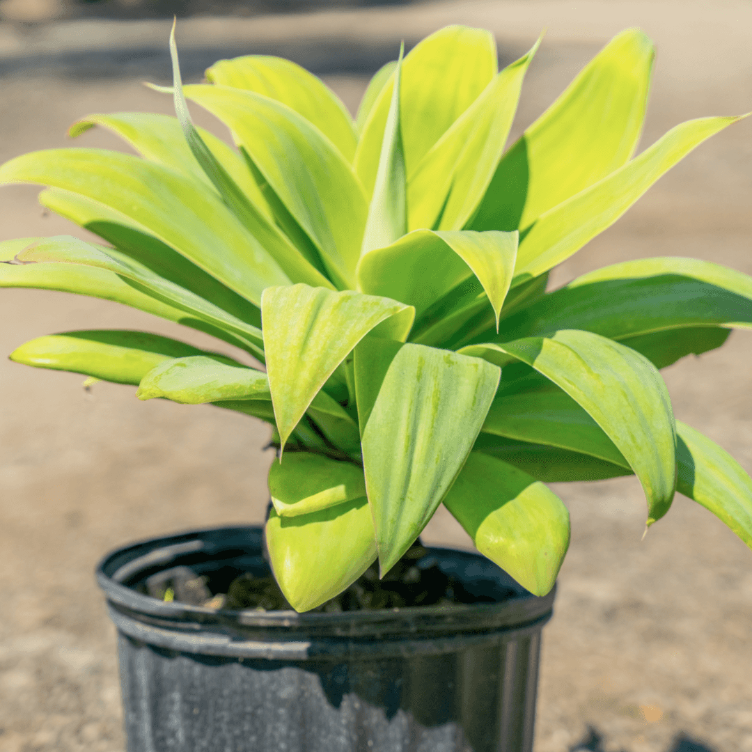Beautiful Green Foxtail Agave Potted