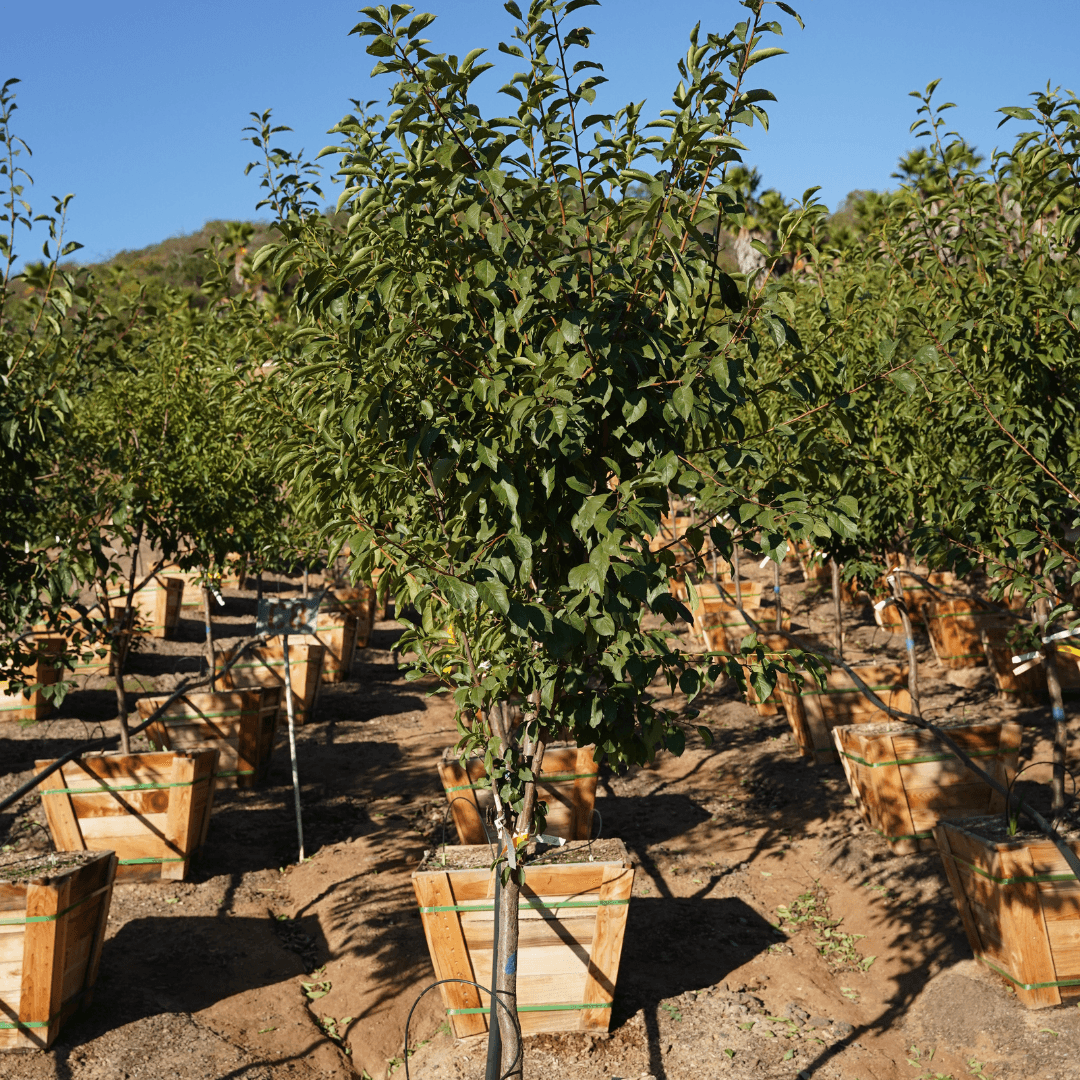 Mature 3 in 1 Fruit Tree in Row at Nursery