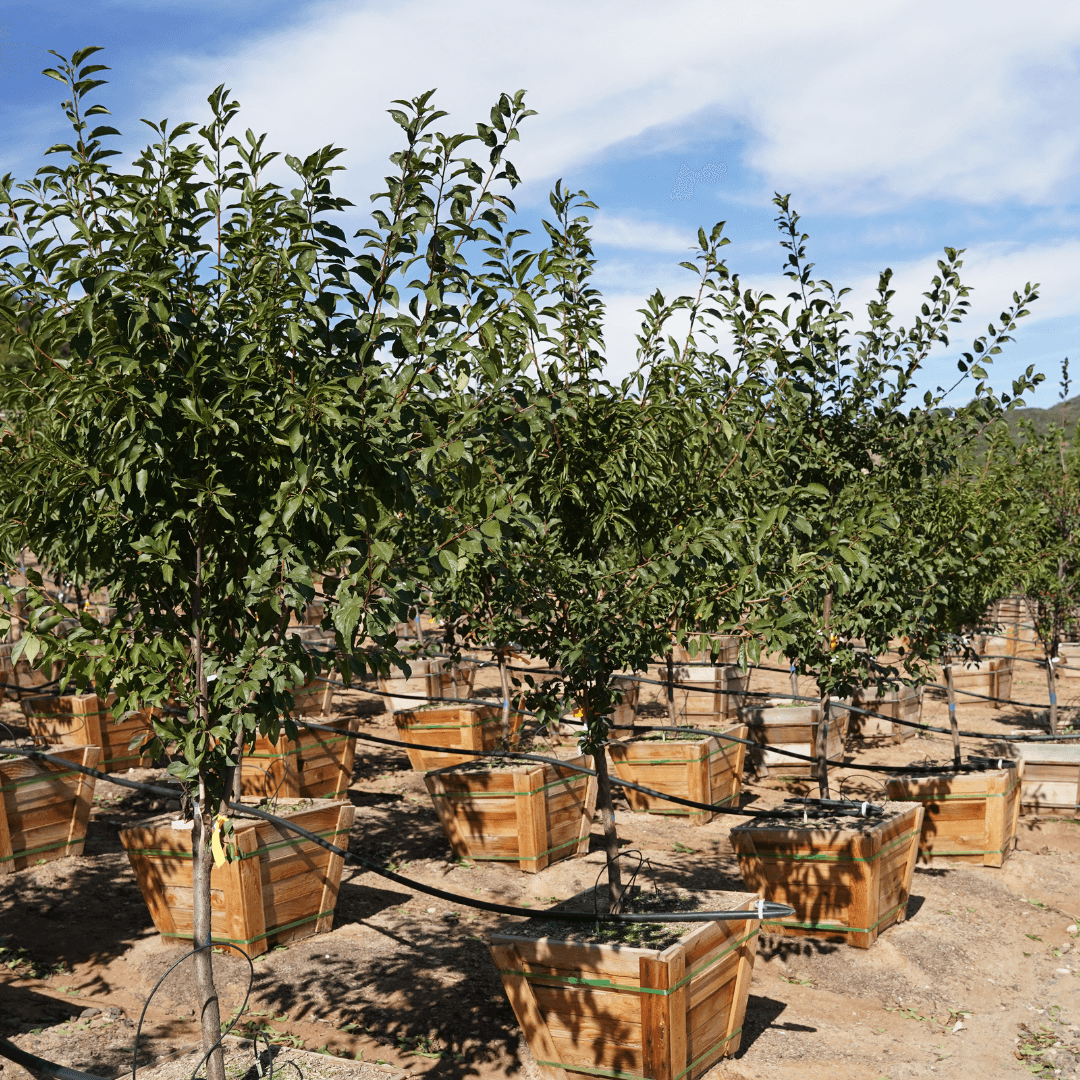 Row of Mature Healthy 3 in 1 Fruit Combo Trees 