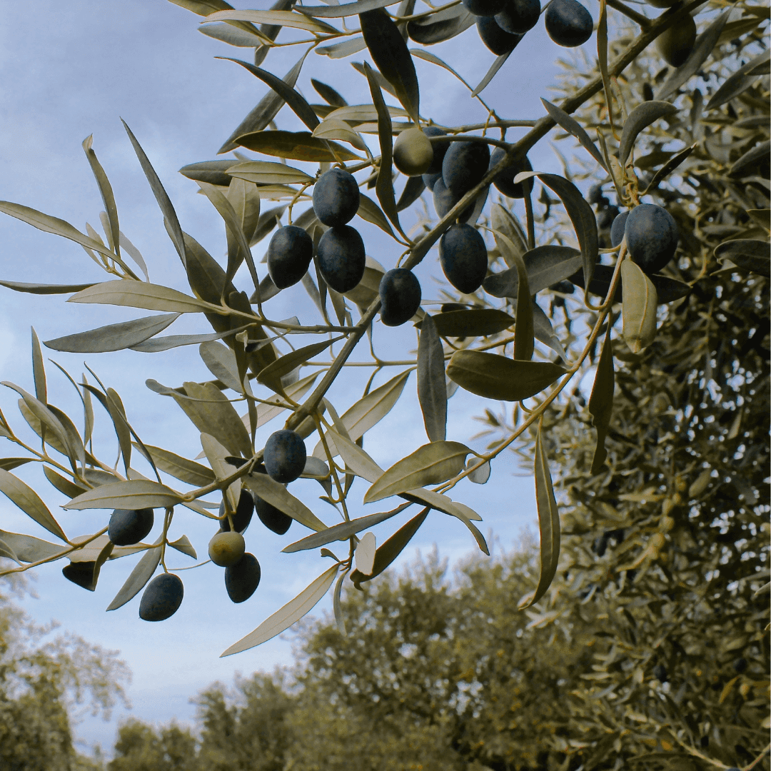 Koroneiki Olive Tree Fruiting with Many Ripe Olives On Branches