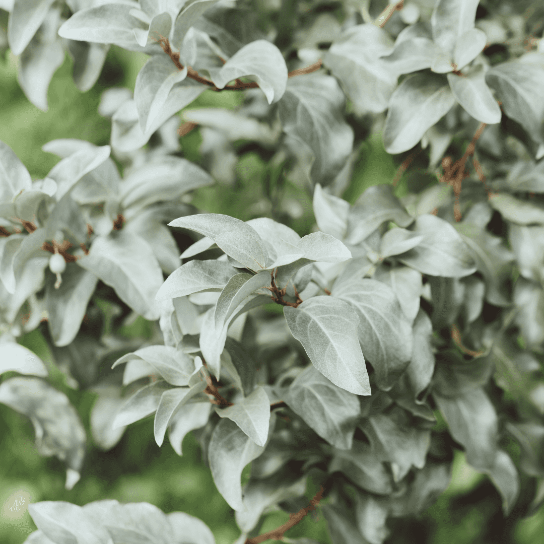 Mature Dense Fruitland Silverberry with Close up of Silvery Foliage
