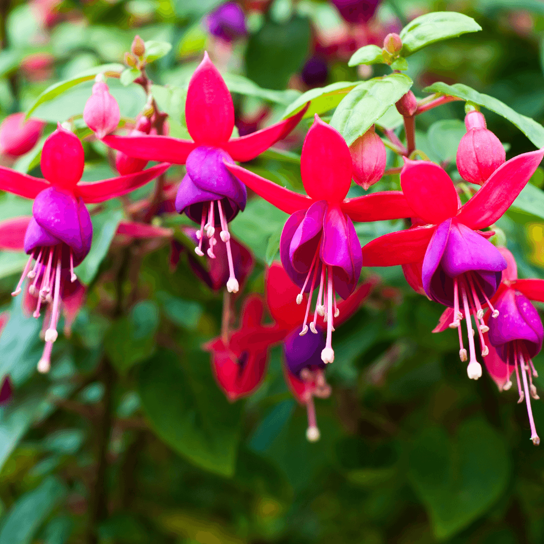Beautiful Blooming Fuchsia Plant
