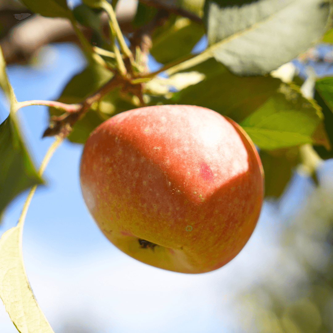 Fuji Apple On Tree