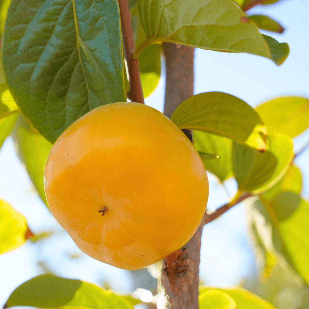 Fuyu Persimmon