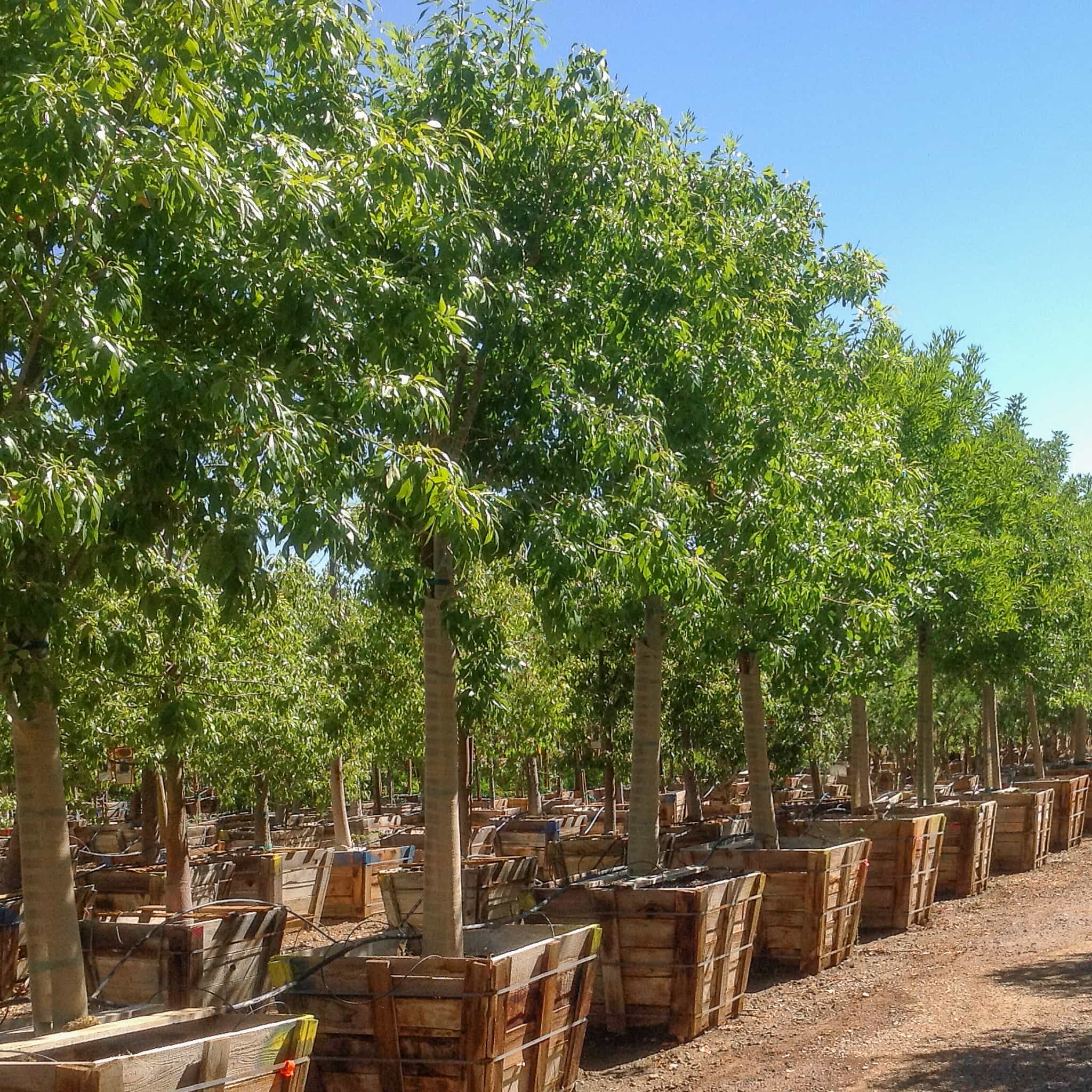 Modesto Ash in nursery row